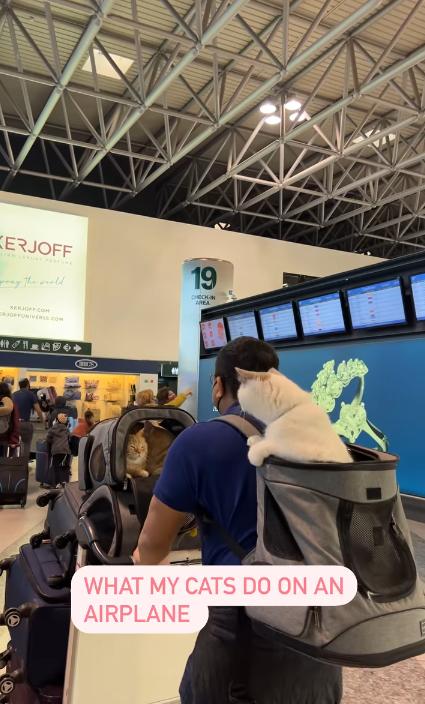 主人訓練貓星人外出一起「環遊世界」 扒在爸爸背上遊歷威尼斯、巴黎等地