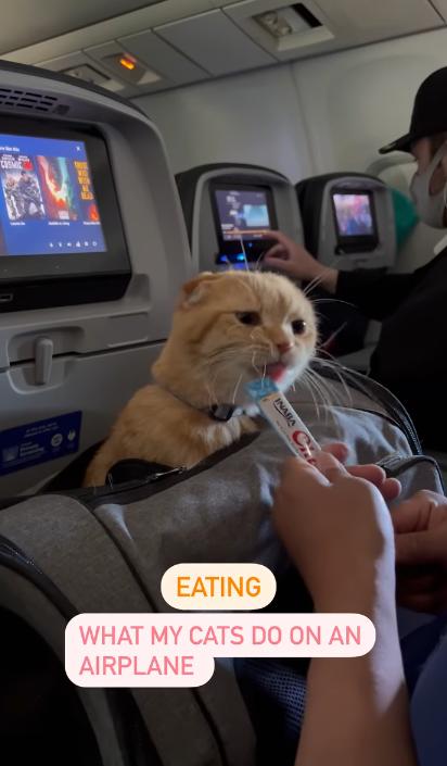 主人訓練貓星人外出一起「環遊世界」 扒在爸爸背上遊歷威尼斯、巴黎等地