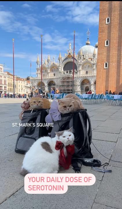 主人訓練貓星人外出一起「環遊世界」 扒在爸爸背上遊歷威尼斯、巴黎等地