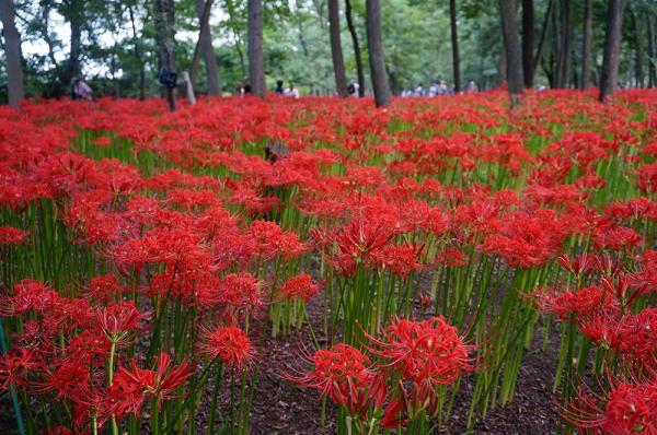 【日本出埠計劃】東京近郊避世遊 探訪埼玉縣大自然隱世景點好去處 