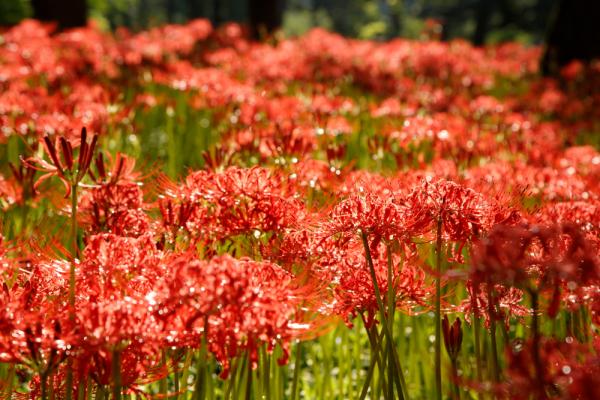 【日本出埠計劃】東京近郊避世遊 探訪埼玉縣大自然隱世景點好去處 