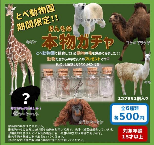 日本動物園推「動物體毛扭蛋」 5款稀有毛髮＋未公開神秘動物 2日內火速售罄！