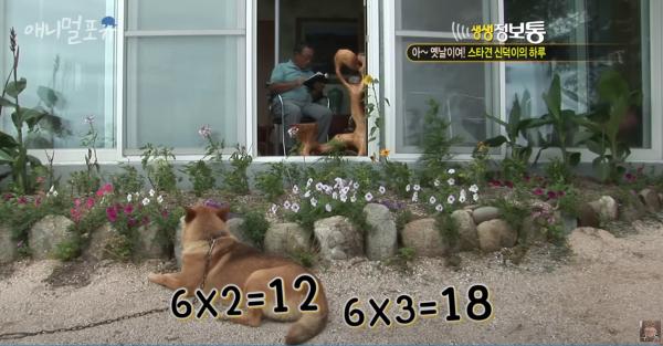 圖片來源︰YouTube@KBS동물티비 : 애니멀포유 animal4u