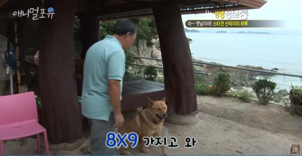 圖片來源︰YouTube@KBS동물티비 : 애니멀포유 animal4u