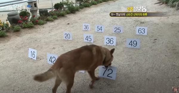 圖片來源︰YouTube@KBS동물티비 : 애니멀포유 animal4u