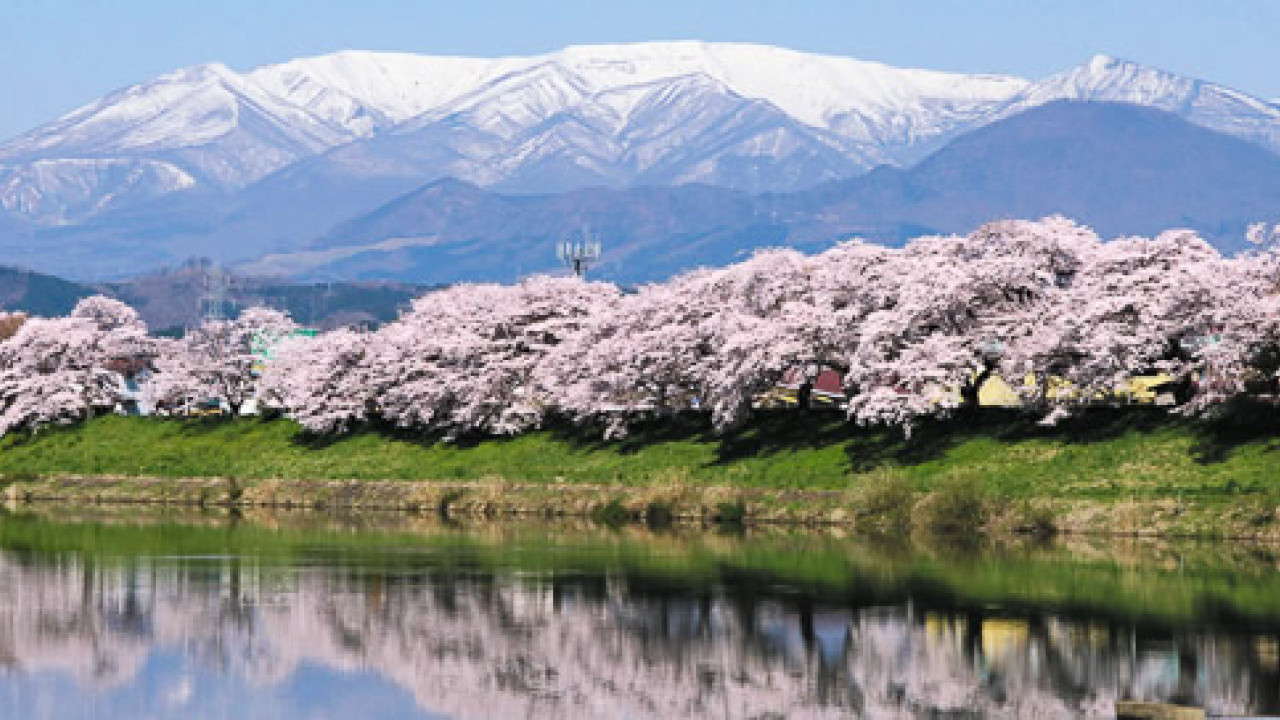 日本櫻花2023｜實時觀賞日本6大櫻花勝地方法 出發前緊貼開花情況！足不出戶都可以賞櫻