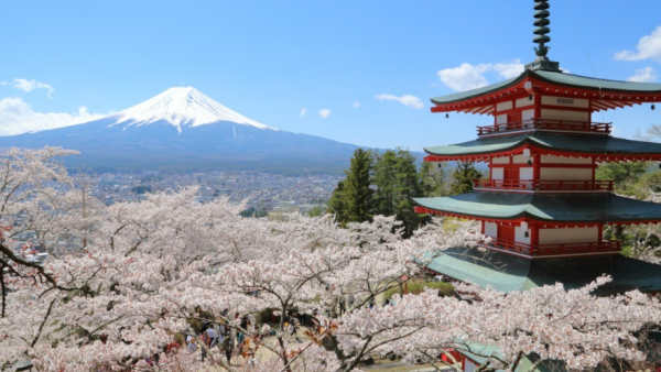 日本自由行2023｜賞櫻同時遠眺富士山全景勝地 新倉富士淺間神社 650株櫻花盛開打卡一流