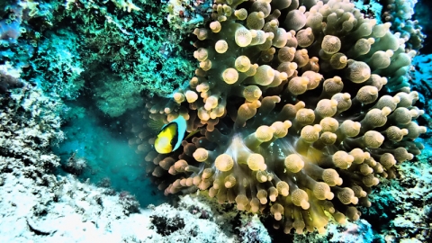 世界十大潛點斯米蘭群島 船潛睇海龜