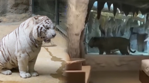 內地動物園推「與虎共眠」Staycation 老虎近距離陪睡 網民：一覺醒來便上天堂