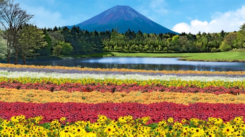 「彩虹花卉祭」今夏富士山河口湖開催 夢幻花海打卡一流！53萬呎逾8萬朵花盛開